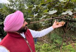 केंद्रीय खाद्य प्रसंस्करण उद्योग राज्य मंत्री श्री रवनीत सिंह बिट्टू ने आज अपनी यात्रा के दौरान अरुणाचल प्रदेश के 'जीरो' में भारत के सबसे बड़े कीवी उत्पादक बाग का दौरा किया। दौरे के दौरान मंत्री जी ने स्थानीय किसानों से उनकी मार्केट में पहुँच और वेल्यू चेन को बढ़ाने के तरीकों पर चर्चा की ताकि उनकी आय में बढ़ोतरी हो सकें और किसान कीवी उत्पादन से देश के सतत विकास में अपना योगदान दे सकें।